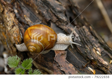 Snail Snail 79222838