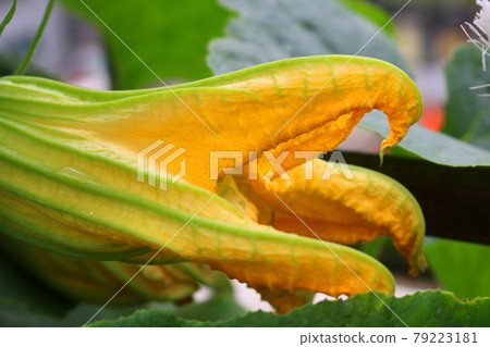 pumpkin pumpkin 79223181