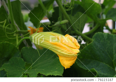 南瓜 南瓜 79223187