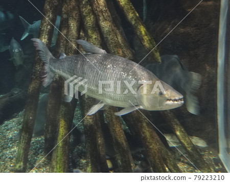 恐怖食肉魚歌利亞虎魚 恐怖食肉魚歌利亞虎魚 79223210