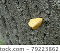 Beautiful orange moth! Sesame 79223862