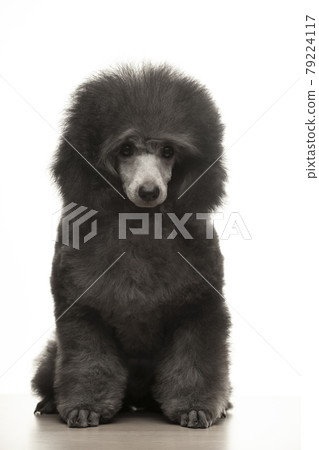 image of dog white background image of dog white background 79224117