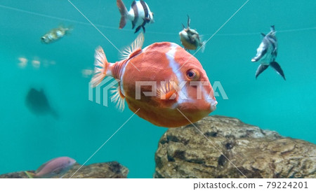 時尚的魚!白鳥箱魚 時尚的魚!白鳥箱魚 79224201