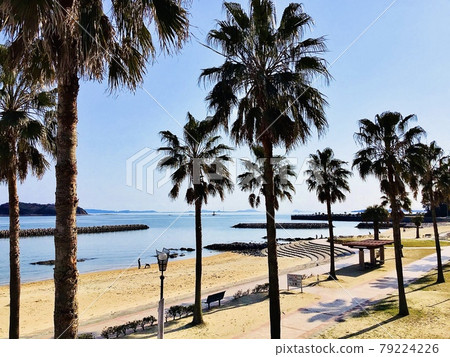 Palm trees shining against the blue sky (Kira Waikiki Beach, Miyazaki Beach, Kira Town, Nishio City, Aichi Prefecture) Palm trees shining against the blue sky (Kira Waikiki Beach, Miyazaki Beach, Kira Town, Nishio City, Aichi Prefecture) 79224226