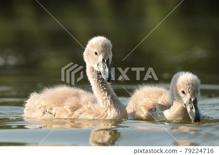 Young swans in the pond at sunset 79224716