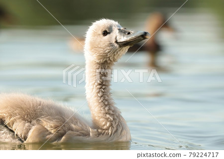 Young swan in the pond at sunset 79224717