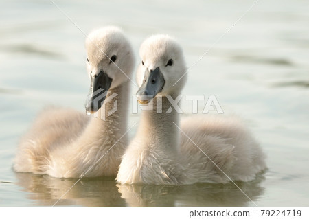 Young swans in the pond at sunset Young swans in the pond at sunset 79224719