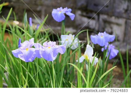 柳生花Shobuen花園 柳生花Shobuen花園 79224883