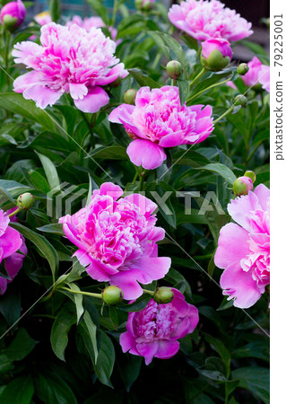 Bush of pink peonies outdoors in the garden. 79225001