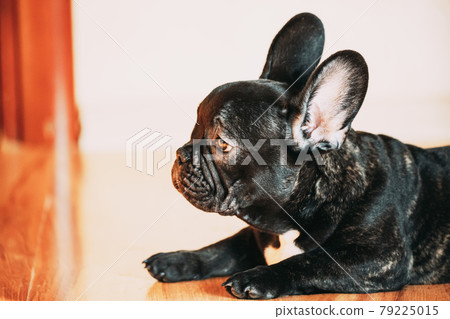 Young Black French Bulldog Dog Puppy Sitting On Laminate Floor Indoor Home. Funny Dog Baby 79225015