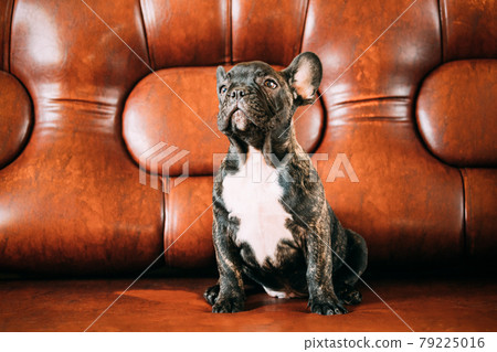 Young Small Black French Bulldog Dog Puppy Sitting On Sofa. Funny Dog Baby With Beautiful Black Snout Eyes Bulldog Puppy Dog. Adorable Bulldog Funny Puppy Young Small Black French Bulldog Dog Puppy Sitting On Sofa. Funny Dog Baby With Beautiful Black Snout Eyes Bulldog Puppy Dog. Adorable Bulldog Funny Puppy 79225016