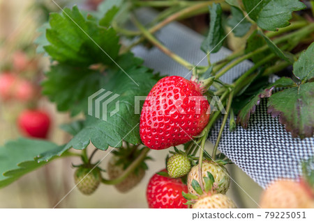 Strawberry picking in the farm Strawberry picking in the farm 79225051