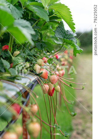 Strawberry picking in the farm Strawberry picking in the farm 79225052