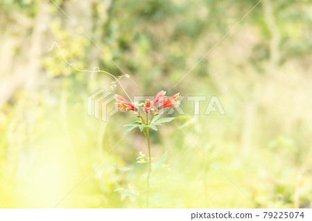 Pull care blooming in red and madara pattern on a beige background Pull care blooming in red and madara pattern on a beige background 79225074