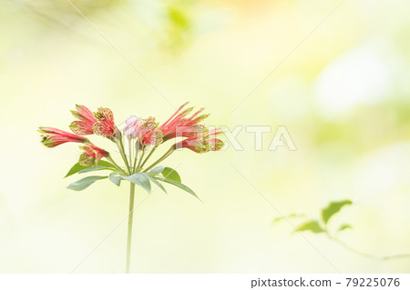 Pull care that blooms in red and madara pattern on a faintly blurred background 79225076