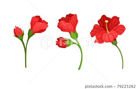 Hibiscus Red Tropical Flower with Large Petals and Green Fibrous Leaf Vector Set 79225262