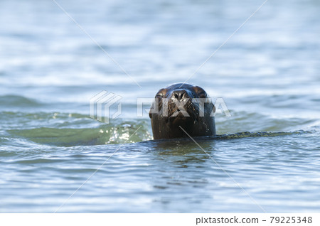 Mother and baby sea lion, Patagonia Mother and baby sea lion, Patagonia 79225348