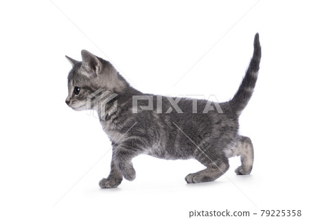 Gray house cat kitten on white background 79225358