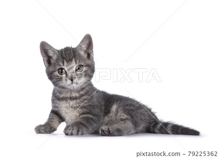 Gray house cat kitten on white background 79225362
