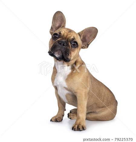 French Bulldog on white background French Bulldog on white background 79225370