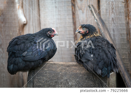 Black and similar chickens sitting on a wooden box Black and similar chickens sitting on a wooden box 79225666