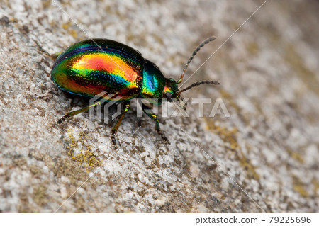 Chrysolina fastuosa bug 79225696