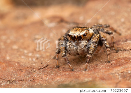 Jumping spider on a brown tree bark 79225697