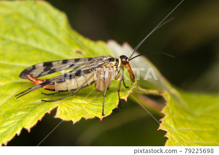 Mecoptera 79225698