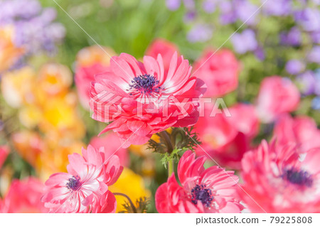 美麗的紅海葵 79225808