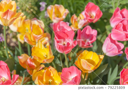  多彩鬱金香 79225809