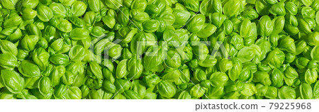 Fresh basil leaves background. Wide format image of growing basil on a sunny day. Fresh basil leaves background. Wide format image of growing basil on a sunny day. 79225968