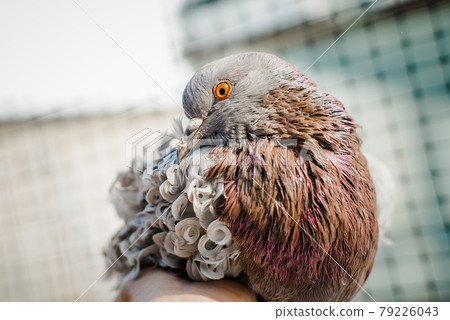 Brown curly pigeon lying in a human hand. Special breed and very cute dove Brown curly pigeon lying in a human hand. Special breed and very cute dove 79226043