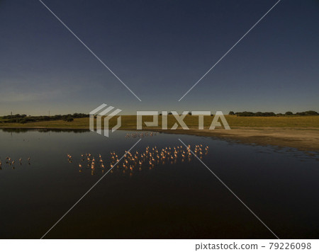 Flamingos in patagonia , Aerial View Flamingos in patagonia , Aerial View 79226098