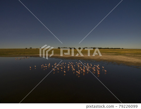 Flamingos in patagonia , Aerial View Flamingos in patagonia , Aerial View 79226099