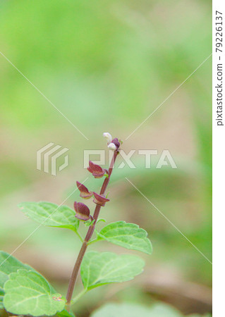 綠色背景上有紅紫色莖的黃芩 綠色背景上有紅紫色莖的黃芩 79226137