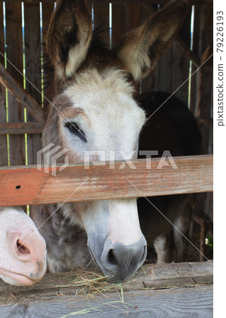 donkey in stable farm mammals animal shed 79226193