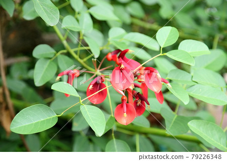 American Flower of Deigo American Flower of Deigo 79226348