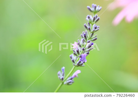 薰衣草花 薰衣草花 79226460