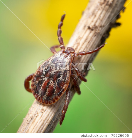 Male blood-sucking mite on a dry grass outdoors macro Male blood-sucking mite on a dry grass outdoors macro 79226606