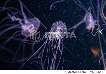 Kurage fluffy 79226658