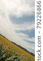 Sunflower 79226866