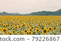 Sunflower 79226867
