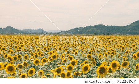 Sunflower 79226867