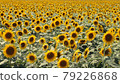 Sunflower 79226868