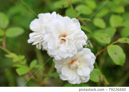 Rose flowers Schneebitten 79226880