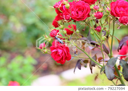 Rose flower europia 79227094