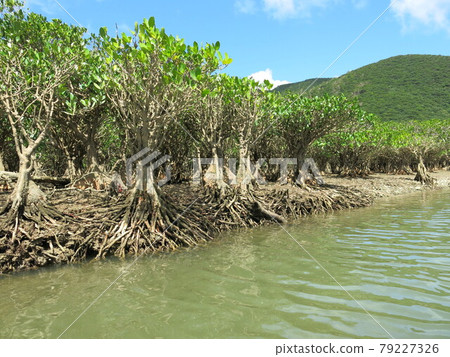 世界遺產奄美大島紅樹林原始森林，日本鹿兒島縣奄美市 79227326