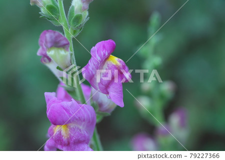 Snapdragon [green background] 79227366