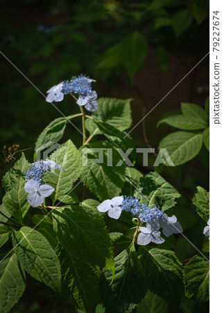 陽光下的繡球花 79227674