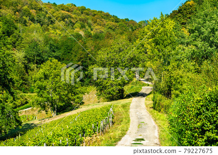 Vineyards near Chateau Chalon in France 79227675